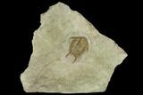 Ordovician Foulonia Trilobite - Fezouata Formation #131321-1